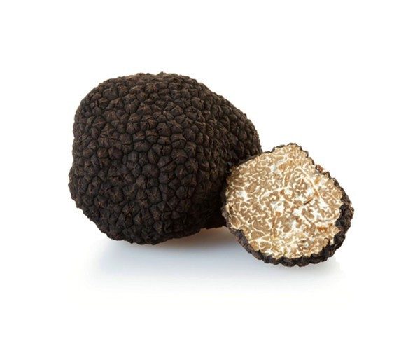 Verse herfst truffel (Tuber Uncinatum)