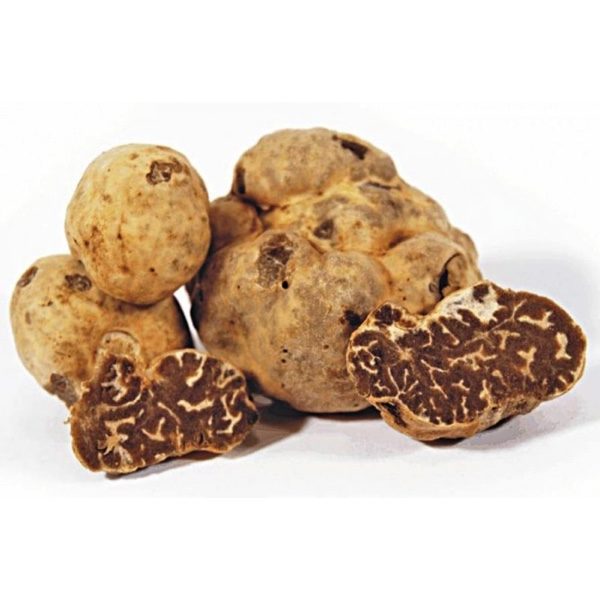 Verse maartwitjes (bianchetti / Tuber borchii Vitt.)