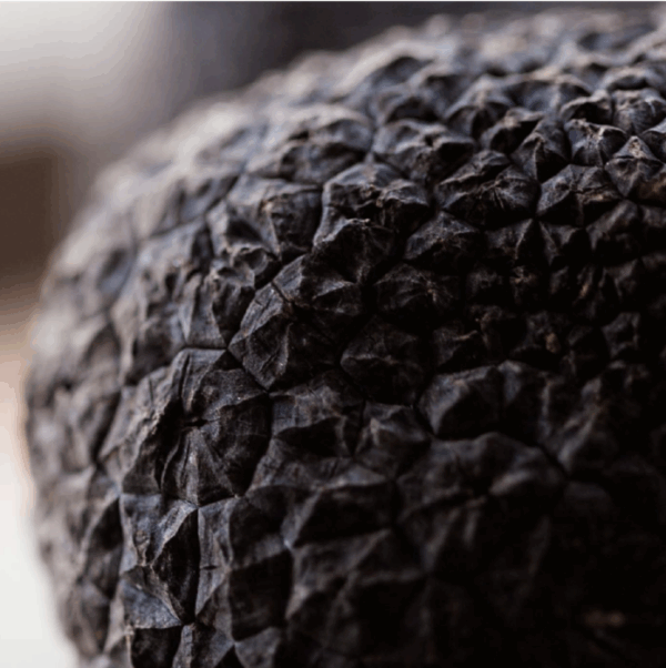 Verse Australische wintertruffel (Tuber Melanosporum)