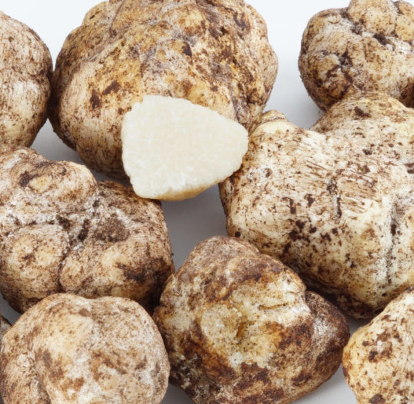 Verse Hongaarse Honingtruffel (Mattirolomyces terfezioides)
